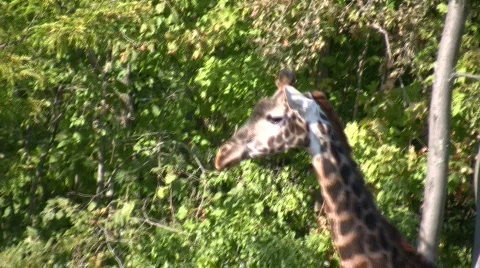 Close-up of a Masai Giraffe as it casually walks around Stock Footage 359621