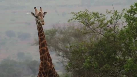 Close-up of a Masai giraffe’s head and long neck above green shrubs 库存影片 331752973
