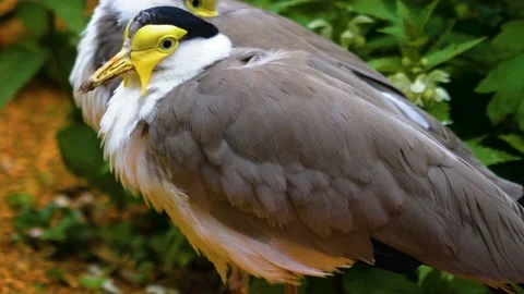 Close up of a masked lapwing bird Stock Footage 139217830