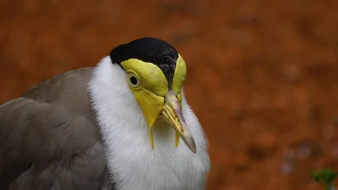 Close up of a masked lapwing bird  Stock Footage 144212030