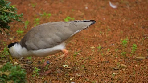 Close up of a masked lapwing bird Stock Footage 268757343