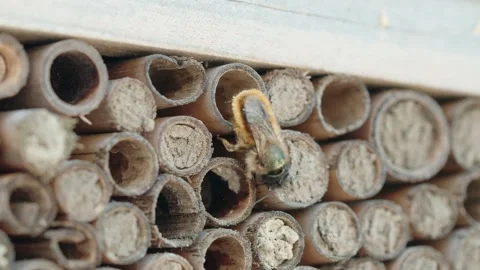 Close up of Mason Bee Backing out and in to Wooden Bee House Stock Footage 241996446