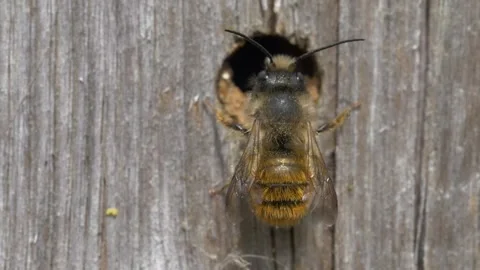 Close up of mason bee flying away from insect hotel made from wood Stock Footage 172152970
