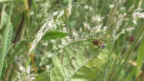 Close up of mason bee flying away from green leaf in field during sunny day 動画素材 172153036