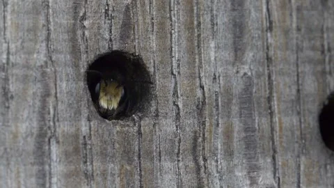 Close up of mason bee resting in hole of insect hotel made from wood Stock Footage 172152969