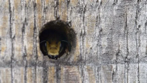Close up of mason bee resting in hole of insect hotel made from wood Stock Footage 172152973