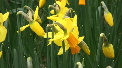 Close up mass of Daffodils-11 Video stock 35859282