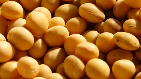 Close up of mass fresh soybeans Stock Footage 162605258