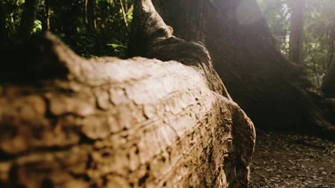 Close-up of Massive Ancient Tree Roots in the Mayan Jungle Rainforest, Peten Stock Footage 341512107