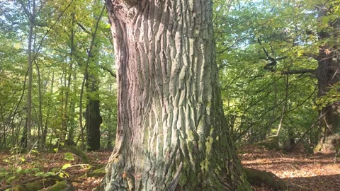 Close Up Of Massive Ancient Tree Trunk In Swedish Woodland Stock Footage 348303757