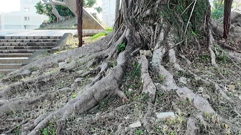 Close-Up of Massive Banyan Tree Roots in Okinawa Stock Footage 299975619