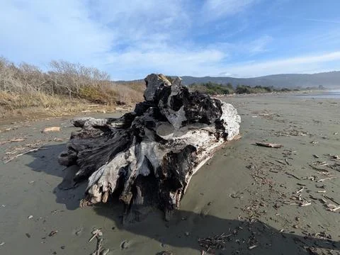 Close-up of a massive bleached tree trunk on the Pacific shore Stock Photos