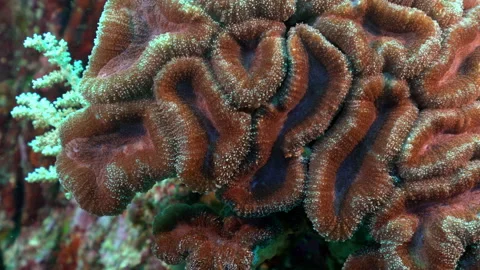 Close up massive coral colony 스톡 동영상 131065647