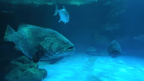 Close-up of a massive giant grouper Stock Footage 341680254