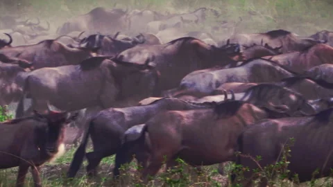 Close-up of a massive herd of wildebeest frantically stampeding and gathering Stock Footage 331213406
