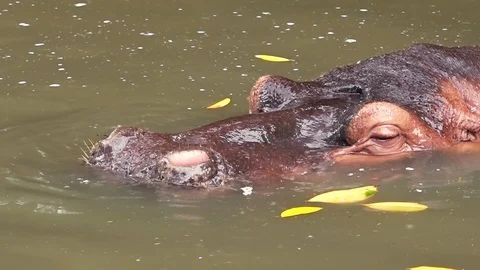 Close-up of massive hippopotamus bathing and diving in the lake. Slow motion Stock Footage 112777410