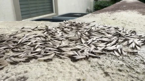 Close up, massive nest of winged termites crawling over wood Stock Footage 292770073