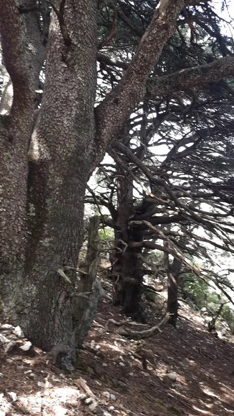 Close-up of massive old-growth tree trunks with thick, spreading branches Stock Footage 315815974