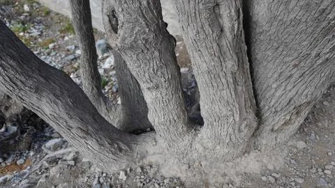 Close-up of a massive tree trunk, thick gray-brown branches, longevity. Stock Photos