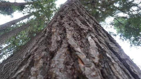 Close-up of a massive tree trunk with thick, rough bark from low angle. Stock Photos