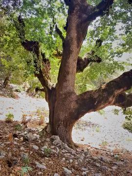 Close-up of a massive trunk with several thick, spreading branches, rugged bark Stock Photos