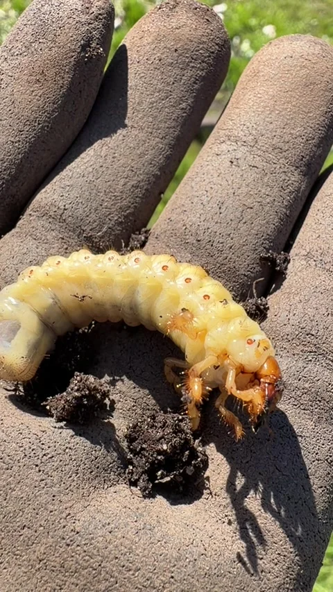 Close-up of a massive white grub or beetle larva wriggling on a gardener's .. Stock Footage 338020261