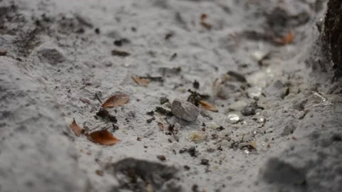 Close up of mastic, a resin dripping from a mastic tree. Video stock 170875100