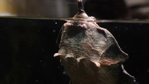 Close up of Mata mata turtle 스톡 동영상 210237951