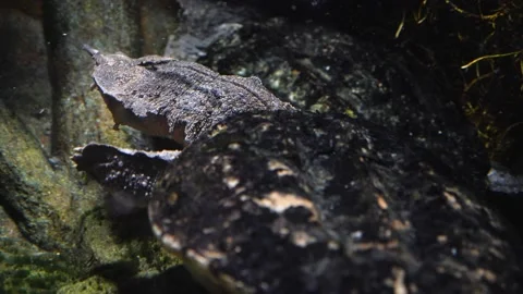 Close up of Mata mata turtle 스톡 동영상 210240154