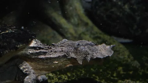 Close up of Mata mata turtle Video stock 210240816