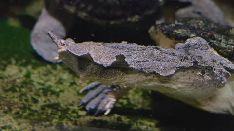  Close up of mata mata turtle Stock Footage 241019361