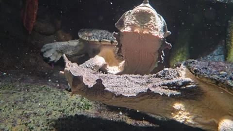 Close up of mata mata water turtle Stock Footage 277425168