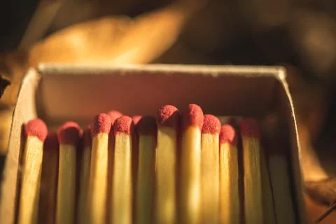 Close-up to the matches box in forest Stock Photos
