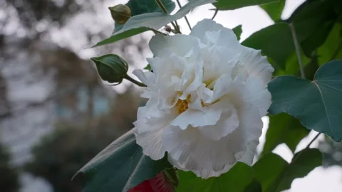 Close up material of white flowers Stock Footage 320354101