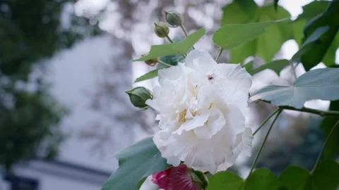 Close up material of white flowers Video stock 320354210