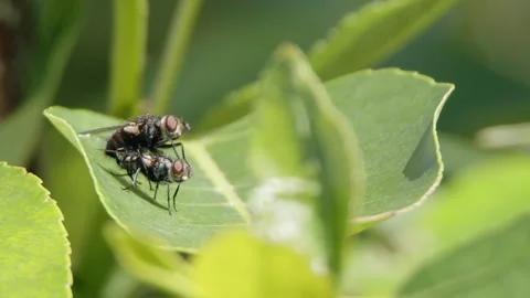 Close-up mating behavior of insects, two flies on green forest leaf Stock Footage 336899326