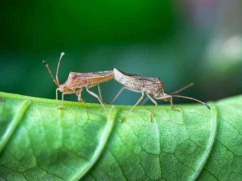Close up of mating bugs in foliage Photos