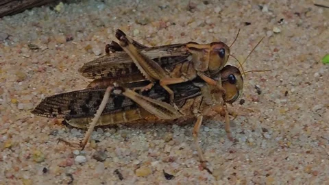 Close up of mating grasshoppers, Stock Footage 266584712