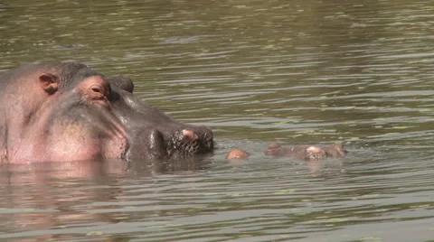 Close up of mating hippos Stock Footage 53889116