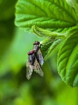 Close-up of Mating Houseflies on a Leaf Fotos de archivo