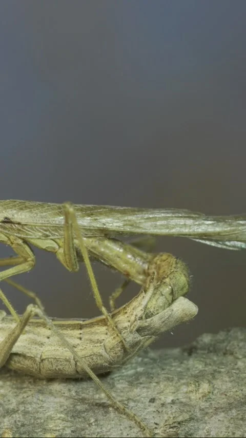 Close-up of mating process of praying ma... | Stock Video | Pond5