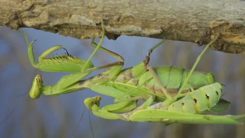 Close-up of mating process of praying ma... | Stock Video | Pond5