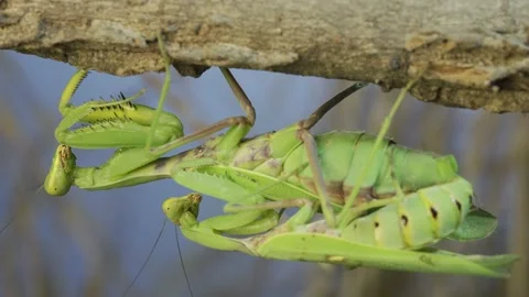 Close-up of mating process of praying ma... | Stock Video | Pond5