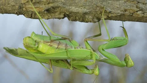 Close-up of mating process of praying ma... | Stock Video | Pond5