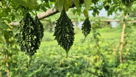 Close Up Of Mature Bitter Gourd Hanging From Trellis Bangladesh Stock Footage 339640683