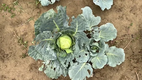 Close Up of Mature Cabbage with Camera Rising to Reveal Garden Stock Footage 345718928