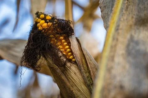 Close-up of a mature ear of corn in a cornfield in autumn Stock Photos