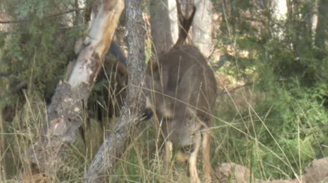 Close Mature Mule Deer Buck Courts Doe combined clips. Stock Footage 48920111