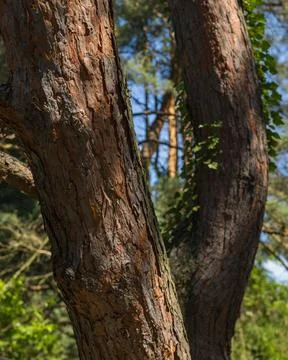 Close-Up of Mature Pine Tree Bark Texture with Natural Forest Background Stock-Fotos