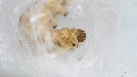 Close up of mature silkworm cocoon to build its nest Stock Footage 155366013